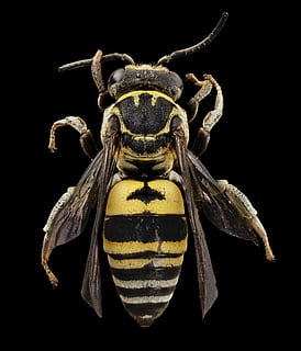 negru, galben, albină, cucul albine, insectă, macro, tripepeolus simplex, animale sălbatice, natură, aripi, gândac, antene, polenizator, u, s, studiu geologic, colorat, a închide, Fundal negru, studio shot, animale tematice, animal, în interior, un animal, nevertebrat, nici o persoana, animale în sălbăticie, artropod, animal aripă, vedere din față, elimina, noapte, partea corpului animalului, zoologie, 1080P, CC0, domeniu public, fără drepturi de autor