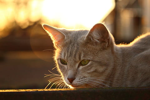 katt, katt ansikt, lys, kveldslampe, høst, makrell, kattportrett, feline, huskatt, pattedyr, dyre temaer, ett dyr, innenlands, husdyr, kjæledyr, dyr, nærbilde, virveldyr, fokusere på forgrunnen, ingen folk, værhår, avslapning, dag, ser bort, sollys, ser, dyr hode, tabby, dyr øye, 5K, CC0, offentlig domene, opphavsrett gratis