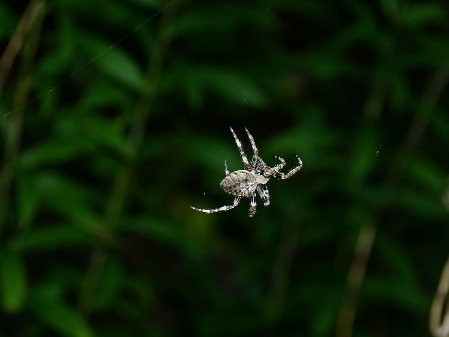 aranya, thr, amb, flaix, crepuscle, macro, insecte, naturalesa, animal, un animal, fauna animal, animals a la natura, temes d'animals, primer pla, aràcnids, centrar-se en primer pla, invertebrat, artròpode, cap gent, fragilitat, a l'aire lliure, planta, dia, enfocament selectiu, teranyina, 4K