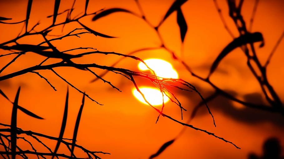 foto de la silueta, planta, posta de sol, branca, naturalesa, arbre, llum solar, tarda, ombres, color vibrant, color negre, fons, cap gent, silueta, vermell, escenics, color taronja, bellesa a la natura, cel, sol, primer pla, tranquil·litat, escenics - natura, retroil·luminat, a l'aire lliure, escena tranquil·la, groc, cel dramàtic, 4K