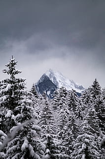 lesních stromů, pokryté, sníh, zelená, listoval, stromy, hora, les, strom, zataženo, zimní, Studený, rozmazat, bokeh, Šedá, šedá, mlha, fogy, mrak, kámen, temného lesa, ledovec, led, studená teplota, krása v přírodě, rostlina, scenics - příroda, nebe, klidné scény, klid, Příroda, nikdo, mrak - nebe, zasněžené hory, den, přistát, mimoměstské scény, venku, borovice, jehličnatého stromu, vždy zelený strom, horský vrchol, 5K, CC0, veřejná doména, bez autorských práv