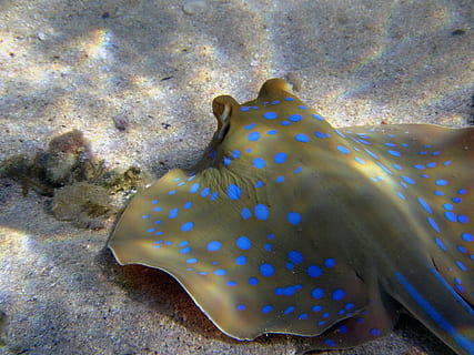 Stingray, grigio, sabbia, razze macchiate blu, raggi, immersione, Egitto, mare, pesce, animali allo stato selvatico, fauna selvatica, vita marina, acqua, macchiato, sottomarino, temi animali, marino, subacqueo, animale, un animale, natura, nessuno, segni di animali, avvicinamento, a pois, bellezza nella natura, modello, all'aperto, ecosistema, 1080P, CC0, dominio pubblico, privo di copyright