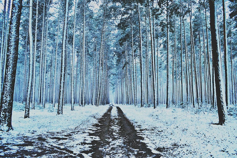 vinter, Skov, sne, træer, vinter skov, fyrretræ, vintervej, vinterlandskab, kold, træ, natur, udendørs, scenics, vejen frem, plante, jord, ro, træstamme, bagagerum, rolig scene, kold temperatur, scenics - natur, ikke-urbane scene, skønhed i naturen, dag, ingen mennesker, landskab, fyrreskov, nåletræ, treelined, 1080P