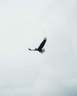 zbor, chel, vultur, timpul zilei, planare, cer, pasăre, aripă, avânta, a zbura, alaska, animale sălbatice, un animal, animal, animale tematice, aripi împrăștiate, animale în sălbăticie, animale vertebrate, vedere unghiulară joasă, la mijlocul-aer, natură, nor - cer, zi, mişcare, lungime totală, nici o persoana, spațiu copie, libertate, în aer liber, 4K, CC0, domeniu public, fără drepturi de autor