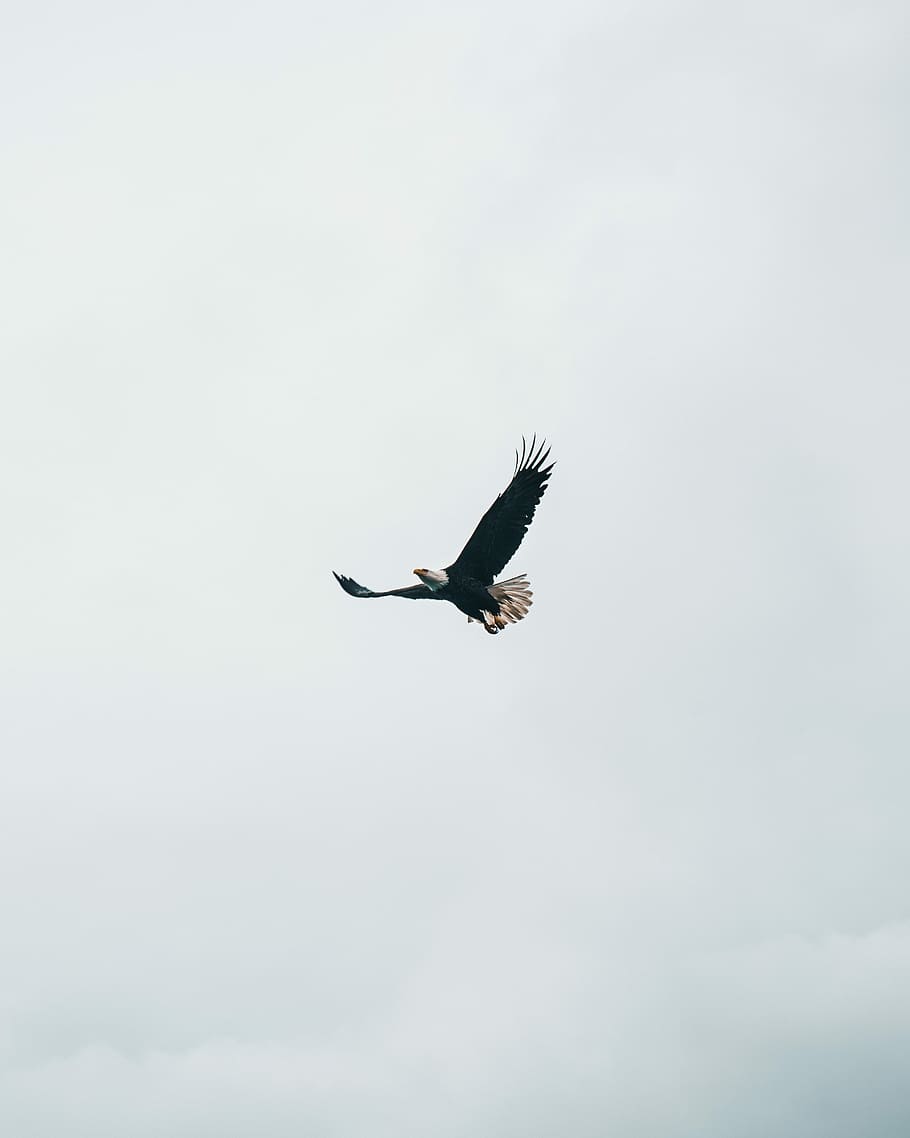 volant, calb, àguila, durant el dia, alça, cel, ocell, ala, volar, alaska, fauna animal, un animal, animal, temes d'animals, ales separades, animals a la natura, vertebrats, vista d’angle baix, a l'aire, naturalesa, núvol - cel, dia, moviment, longitud completa, cap gent, còpia espai, llibertat, a l'aire lliure, 4K