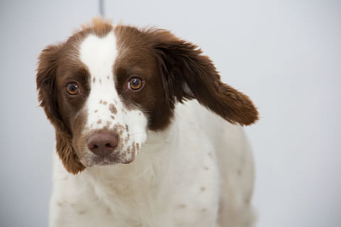 recobert curt, bronzejat, blanc, cadell, foto del focus, gos, springer, spaniel, animal, mascota, springer, spaniel, caní, pura raça, nacional, bonic, jove, marró, pedigree, adorable, cabell, cara, orelles, mirant la càmera, un animal, retrat, mascotes, animals domèstics, mamífer, temes d'animals, a l'interior, tir de l'estudi, cap gent, primer pla, fons blanc, vertebrats, Color blanc, vista frontal, cap d’animals, 5K, CC0, domini públic, lliure de regalies
