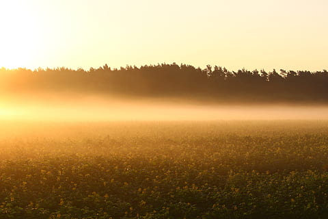 cahaya, Fajar, pemandangan, alam, backlit, siang hari, senja, malam, jatuh, bidang, bunga-bunga, kabut, padang rumput, di luar rumah, langit, matahari, matahari terbit, matahari terbenam, selang waktu, pohon, cuaca, keindahan di alam, lingkungan Hidup, menanam, ketenangan, adegan yang tenang, scenics - alam, tidak ada orang, tanah, sinar matahari, pagi, pemandangan pedesaan, 5K, CC0, domain publik, bebas royalti