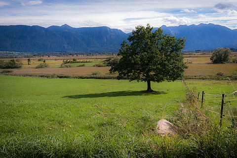 medis, vienišas, švartuotis, samanos, murnau moor, vienatvė, vien tik, Alpių, kalnai, kalnų kraštovaizdis, pievos, ganyklose, abėcėlė, kalnų pievos, murnau, esterių kalnai, oberammergau Alpės, cesijos, Vokietija, bavaria, kraštovaizdį, augalų, aplinką, lauke, žolė, žemės, ramioje scenoje, vaizdai - gamta, dangus, ramybė, žalia spalva, grožis gamtoje, pobūdį, kaimo scenoje, debesis - dangus, augimą, nėra žmonių, kalnas, dieną, kalnų, pusiau sausas, 4K, CC0, Viešasis domenas, nemokamai