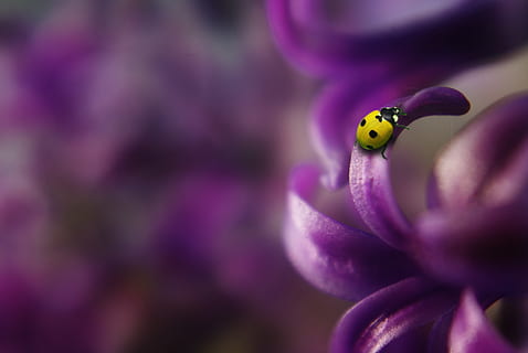 10-macchiato, insetto, viola, foglia petalo, coccinella, scarafaggio, macro, fiore, pianta, giardino, primavera, semi, natura, vicino, germoglio, fiorire, fioritura, fotoritocco, avvicinamento, estate, animale, bellezza nella natura, pianta fiorita, messa a fuoco selettiva, freschezza, invertebrato, persone, un animale, fragilità, petalo, piccolo, 5K, CC0, dominio pubblico, privo di copyright