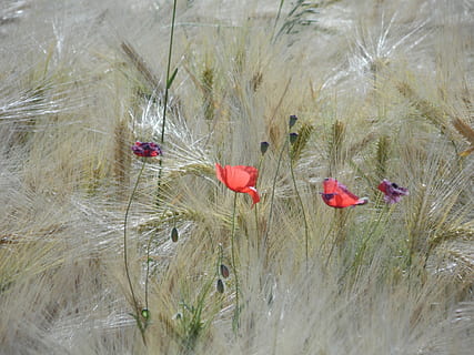 Weizenfelder, Mohn, Kornfeld, Getreide, Weizen, Felder, Landwirtschaft, Feld, rot, Blume, fleurs des champs, Natur, Mohnfeld, Pflanze, Wasser, draußen, Tag, Schönheit in der Natur, keine Leute, Land, Wachstum, Ruhe, Gras, Nahansicht, Tierwelt, Zerbrechlichkeit, See, Tiere in freier Wildbahn, 4K, CC0, gemeinfrei, lizenzfrei