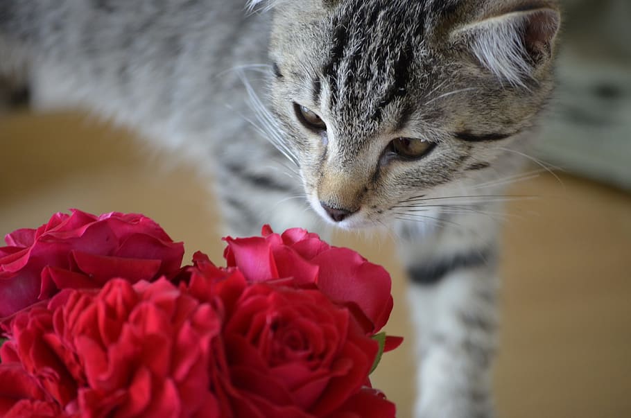 tigre, animale domestico, animali, strabico, Rose, gatto, San Valentino, fiore, mammifero, animali domestici, pianta fiorita, felino, gatto domestico, domestico, bellezza nella natura, rosa, pianta, avvicinamento, un animale, temi animali, animale, nessuno, petalo, in casa, baffo, gattino, testa di animale, testa di fiore, soriano, 4K