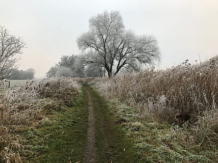 winterlich, Bäume, Raureif, Pflanze, Baum, Wachstum, Land, Ruhe, Himmel, Natur, Feld, keine Leute, Landschaft, der Weg nach vorn, ruhige Szene, Gras, Umgebung, Richtung, Fußweg, Schönheit in der Natur, Tag, Nicht-städtische Szene, Szenen - Natur, draußen, abnehmende Perspektive, Weg, 4K, CC0, gemeinfrei, lizenzfrei