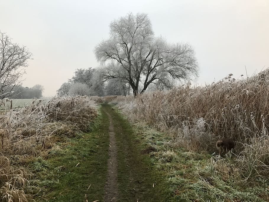 winterlich, Bäume, Raureif, Pflanze, Baum, Wachstum, Land, Ruhe, Himmel, Natur, Feld, keine Leute, Landschaft, der Weg nach vorn, ruhige Szene, Gras, Umgebung, Richtung, Fußweg, Schönheit in der Natur, Tag, Nicht-städtische Szene, Szenen - Natur, draußen, abnehmende Perspektive, Weg, 4K