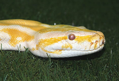 tiger python, python move, albino, python, snake, creeping things, animals, reptiles, terrarium, serpentarium, animal, fauna, krupnyj plan, head, one animal, reptile, animal themes, vertebrate, animal wildlife, close-up, animals in the wild, animal body part, no people, animal head, grass, nature, day, animal eye, green color, eye, yellow, animal scale, outdoors, poisonous, 2K, CC0, public domain, royalty free