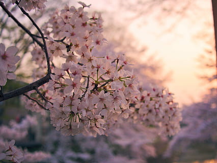 kers-, bloemen, roze, de lente, bloeiend, boom, witte bloem, bloemen kers, bloeiende tak, tuin-, roze bloemen, zonsondergang, bloem, bloeiende plant, fabriek, schoonheid in de natuur, breekbaarheid, versheid, groei, bloesem, kwetsbaarheid, roze kleur, lente, natuur, tak, focus op de voorgrond, selectieve aandacht, detailopname, dag, geen mensen, buitenshuis, kersenbloesem, kersenboom, bloemhoofd, Bos bloemen, 4K, CC0, publiek domein, royaltyvrij