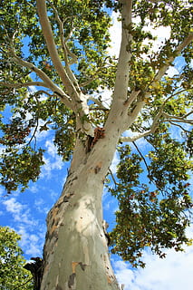 arbre, maple, alt, imponent, orgànic, agricultura, a l'aire lliure, medi ambient, tronc, fulles, branques, naturalesa, bosc, desert, boscos, vista d’angle baix, planta, tronc de l'arbre, creixement, cel, dia, branca, bellesa a la natura, cap gent, tranquil·litat, llum solar, part de la planta, color verd, full, alta - alta, escena tranquil·la, directament a sota, copa de l'arbre, 1080P, CC0, domini públic, lliure de regalies