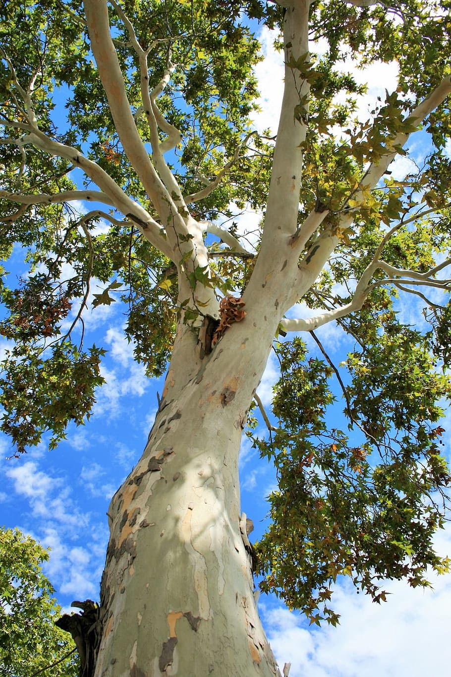 arbre, maple, alt, imponent, orgànic, agricultura, a l'aire lliure, medi ambient, tronc, fulles, branques, naturalesa, bosc, desert, boscos, vista d’angle baix, planta, tronc de l'arbre, creixement, cel, dia, branca, bellesa a la natura, cap gent, tranquil·litat, llum solar, part de la planta, color verd, full, alta - alta, escena tranquil·la, directament a sota, copa de l'arbre, 1080P