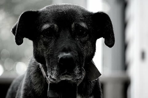 hund, rustikk, svart, hvit, dyr, kjæledyr, hjem, årgang, rask, natur, ett dyr, innenlands, canine, pattedyr, husdyr, portrett, fokusere på forgrunnen, nærbilde, dyr kroppsdel, ser på kameraet, ingen folk, virveldyr, snipp, svart farge, snute, dyr nese, 5K, CC0, offentlig domene, opphavsrett gratis