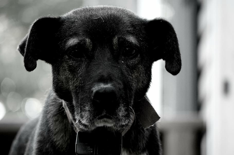 cane, rustico, nero, bianca, animale, animale domestico, casa, Vintage ▾, veloce, natura, un animale, domestico, animali domestici, canino, mammifero, ritratto, concentrarsi sulle conoscenze acquisite, avvicinamento, parte del corpo animale, guardando la fotocamera, nessuno, vertebrato, collare, colore nero, grugno, naso animale, 5K