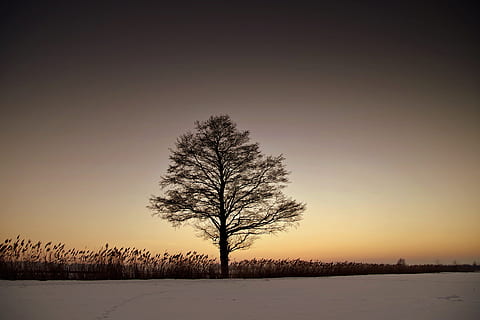 silhuet, bar, træ, landskab, himmel, solnedgang, baggrundsbelyst, daggry, skumring, aften, tåge, glød, græs, ensom, natur, udendørs, almindeligt, rolige, sne, tusmørke, vinter, kold temperatur, skønhed i naturen, plante, rolig scene, scenics - natur, ro, miljø, Mark, bare træ, ikke-urbane scene, jord, ingen mennesker, kold, 5K, CC0, offentligt domæne, royaltyfrie