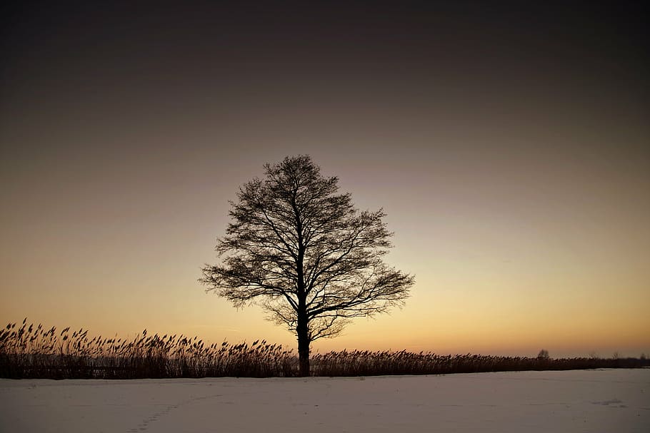 træ under solnedgang, træ, ensom, vinter, tusmørke, vest, sne, almindeligt, plateau, landskab, rolige, ensomhed, lone træ, solnedgang, sindsro, glød, tom, kold temperatur, bare træ, scenics, rolig scene, natur, himmel, skønhed i naturen, plante, scenics - natur, ro, miljø, Mark, ikke-urbane scene, ingen mennesker, jord, udendørs, kold, 5K