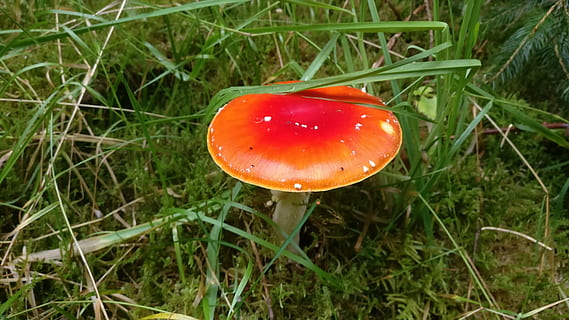 burete, roșu, pădure, zbura agaric, toxic, natural, Danemarca, verde, frumos, plantă, floare, Podea de lemn, ciupercă, vegetal, ciuperca, iarbă, alimente, teren, creştere, camp, natură, zbura ciuperca agarica, vedere în unghi mare, a închide, nici o persoana, Culoarea verde, frumusețe în natură, zi, culoare portocalie, în aer liber, otrăvitor, fir de iarbă, 4K, CC0, domeniu public, fără drepturi de autor