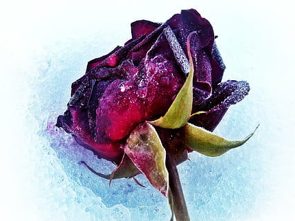 violet trandafir, Trandafir, zăpadă, iarnă, roșu, alb, cimitir, comemora, natură, ramas bun, doliu, mormânt, acoperit, dragoste, închide, memorie, plantă, floare, gheaţă, inflori, a inflori, grabschmuck, frunze, prospeţime, a închide, frumusețe în natură, inflorescenţă, planta cu flori, cap de floare, nici o persoana, fragilitate, vulnerabilitate, în interior, mancare si bautura, petală, fruct, mâncat sănătos, alimente, studio shot, Violet, 1080P, CC0, domeniu public, fără drepturi de autor