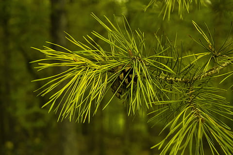 verde abbellito, pigne, aghi, albero, conifera, aghi di pino, ramo, vicino, macro, foresta, serra di pino, natura, ramo di pino, pino di montagna, verde, pianta, colore verde, concentrarsi sulle conoscenze acquisite, Pino, crescita, nessuno, giorno, all'aperto, avvicinamento, bellezza nella natura, albero di conifere, foglia, la tranquillità, Pinaceae, parte vegetale, terra, freschezza, ago - parte vegetale, bosco di pini, 5K, CC0, dominio pubblico, privo di copyright
