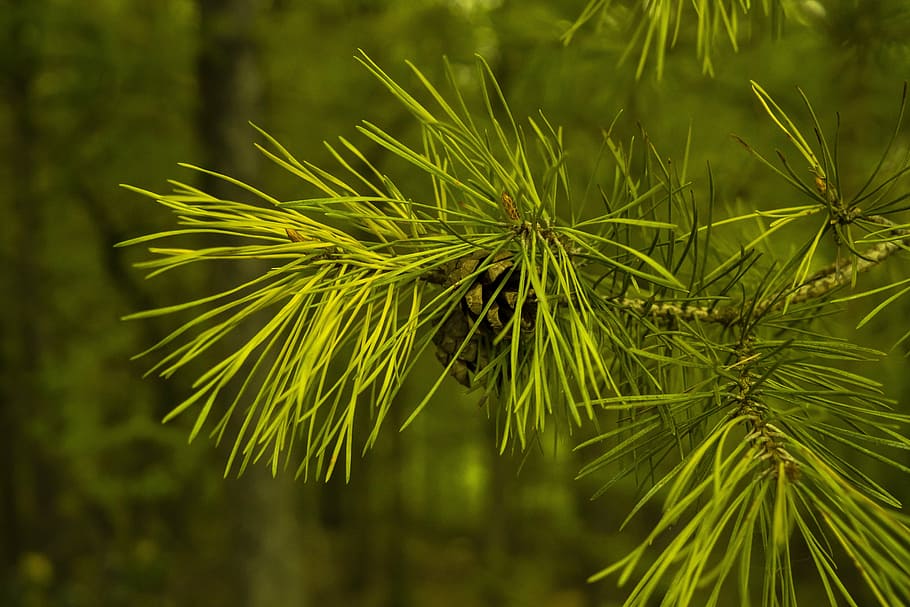verde abbellito, pigne, aghi, albero, conifera, aghi di pino, ramo, vicino, macro, foresta, serra di pino, natura, ramo di pino, pino di montagna, verde, pianta, colore verde, concentrarsi sulle conoscenze acquisite, Pino, crescita, nessuno, giorno, all'aperto, avvicinamento, bellezza nella natura, albero di conifere, foglia, la tranquillità, Pinaceae, parte vegetale, terra, freschezza, ago - parte vegetale, bosco di pini, 5K