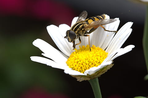 fiore, volo al passaggio del mouse, margherita, volare, macro, bianca, natura, fiorire, fioritura, vicino, insetto, avvicinamento, estate, giallo, pianta, primavera, ape, all'aperto, bellezza nella natura, polline, impollinazione, petalo, animale, fiore singolo, colore verde, ala animale, insetti, animali e animali domestici, freschezza, fragilità, sfondo nero, pianta fiorita, vulnerabilità, testa di fiore, infiorescenza, Colore bianco, crescita, concentrarsi sulle conoscenze acquisite, nessuno, purezza, 5K, CC0, dominio pubblico, privo di copyright