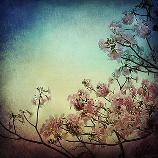 Rosa, cereja, Flor, pintura de árvore, fundo, textura, arte, árvore, floral, Primavera, flores, natureza, decoração, papel, flores de cerejeira, galho de floração, céu, projetado, brotar, flora, botânica, plantar, jardim, ramo, decorativo, frühlingsblüher, planta com flores, beleza na natureza, fragilidade, crescimento, frescura, ninguém, cor rosa, vulnerabilidade, tranquilidade, filtro de pós-produção automática, dia, Flor de cerejeira, ao ar livre, Árvore de cereja, cabeça de flor, 2K, CC0, domínio público, royalty free
