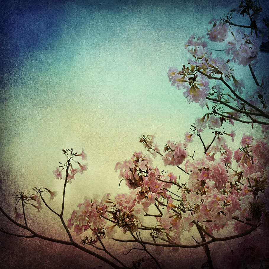 rosa, ciliegia, fiorire, pittura ad albero, fiore, sfondo, struttura, arte, albero, floreale, primavera, fiori, natura, arredamento, carta, fiori di ciliegio, ramoscello fiorito, cielo, progettato, germoglio, flora, botanica, pianta, giardino, ramo, decorativo, frühlingsblüher, pianta fiorita, bellezza nella natura, fragilità, crescita, freschezza, nessuno, colore rosa, vulnerabilità, la tranquillità, filtro di post produzione automatico, giorno, fiore di ciliegio, all'aperto, ciliegio, testa di fiore, 2K