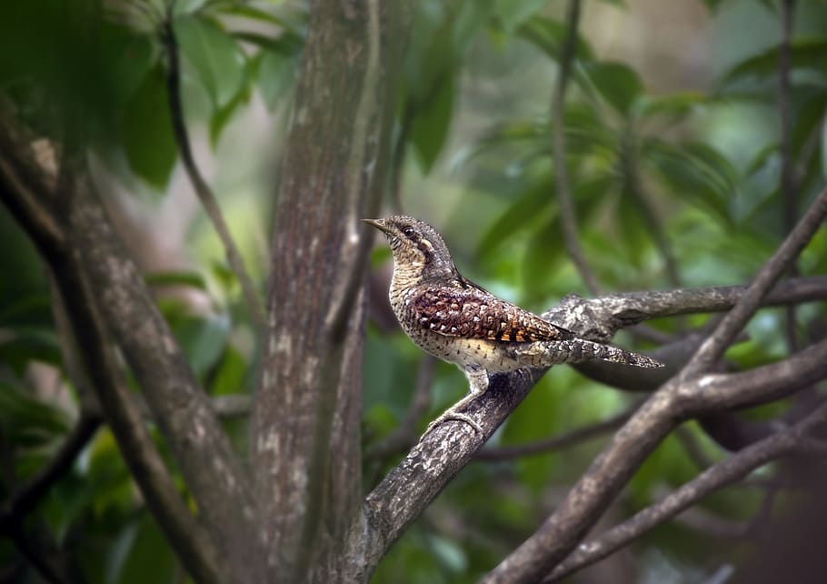 selettivo, fotografia a fuoco, Marrone, uccello, madre, esigenze, albero, mamma, padre, famiglia, papà, gufo, bambini, contento, animale, verde, blu, amore, carta, disegno, natura, dolce, figlio, fauna selvatica, animali allo stato selvatico, temi animali, un animale, vertebrato, pianta, appollaiati, ramo, concentrarsi sulle conoscenze acquisite, nessuno, giorno, all'aperto, zoologia, messa a fuoco selettiva, bellezza nella natura, guardando lontano, 8K