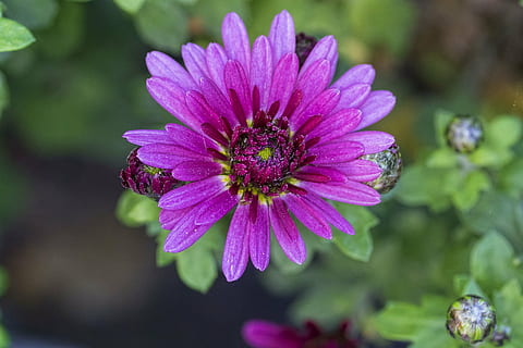 flower, close, red, nature, plant, spring, garden, blooming, green, flowering, herb, floral, botanical, natural, bloom, summer, purple, petal, close-up, beauty In Nature, flowering plant, freshness, fragility, vulnerability, flower head, inflorescence, growth, pink color, focus on foreground, no people, botany, outdoors, pollen, 1080P, CC0, public domain, royalty free