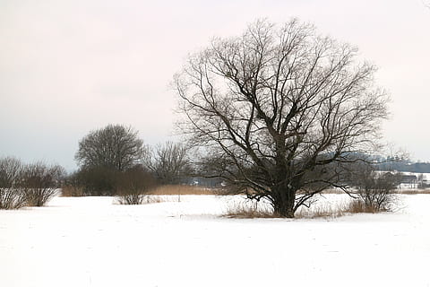 vinter, snø, tre, individuelt, vinterlig, silhouette, kahl, grener, estetisk, atmosfære, kaldtemperatur, bare tre, skjønnhet i naturen, anlegg, naturskjønnhet - natur, land, hvit farge, felt, ro, himmel, gren, natur, landskap, miljø, rolig scene, dekker, ingen folk, utendørs, snowing, kald, snøstorm, isolert, 2K, CC0, offentlig domene, opphavsrett gratis