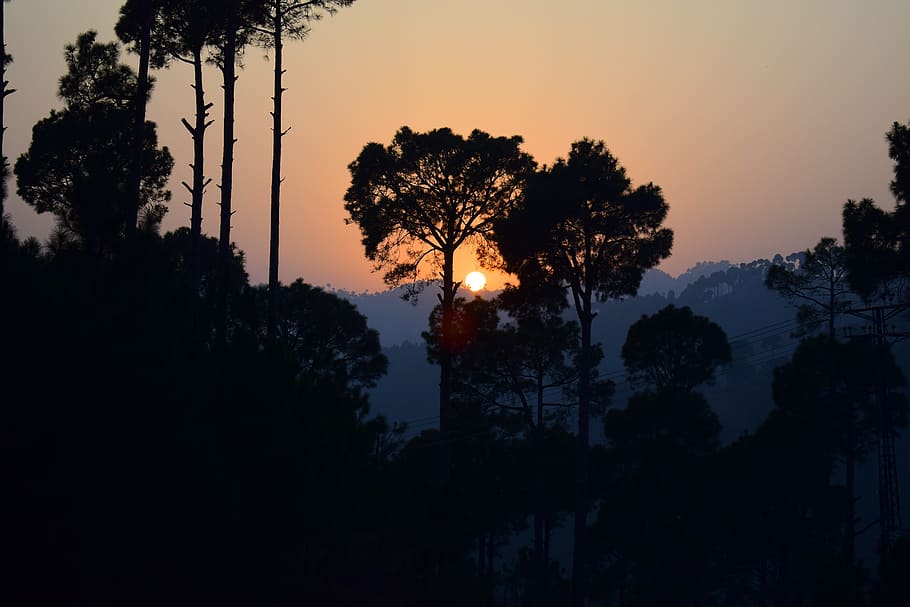 posta de sol, arbres, muntanyes, murree, pakistan, paisatge, palmeres, taronja, escena, llum solar, natural, tarda, cel, arbre, silueta, planta, tranquil·litat, bellesa a la natura, creixement, escena tranquil·la, escenics - natura, naturalesa, cap gent, color taronja, vista d’angle baix, idíl·lic, a l'aire lliure, branca, bosc, escena no urbana, esquema, 5K