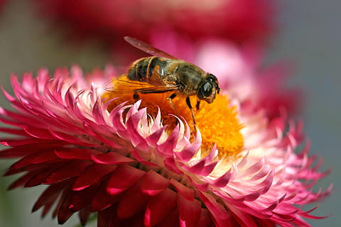 hoverfly, insectă, inflori, a inflori, floare, a zbura, nectar, compus, albină, natură, macro, a închide, polenizare, polen, Miere, planta cu flori, frumusețe în natură, petală, fragilitate, vulnerabilitate, cap de floare, animale tematice, animal, prospeţime, animale sălbatice, plantă, un animal, culoarea roz, nevertebrat, inflorescenţă, animale în sălbăticie, creştere, nici o persoana, în aer liber, 2K, CC0, domeniu public, fără drepturi de autor