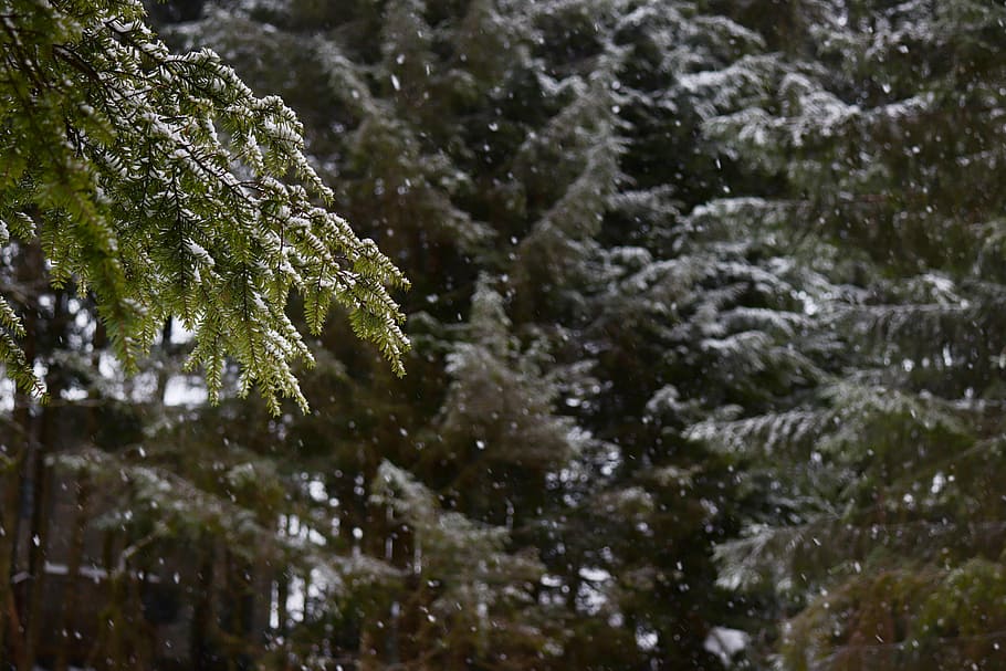 lascia che nevichi, foresta, tempo di neve, albero, la neve, nevicando, pianta, inverno, temperatura fredda, bellezza nella natura, natura, crescita, nessuno, avvicinamento, congelato, giorno, albero di conifere, concentrarsi sulle conoscenze acquisite, colore verde, all'aperto, Pino, ramo, la tranquillità, ghiaccio, abete, 5K