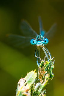 a închide, fotografie, albastru, damselfly, cocoțat, verde, plantă, libelulă, macro, insectă, natură, închide, compus, un animal, animale tematice, nevertebrat, animal, animale sălbatice, animale în sălbăticie, Culoarea verde, să se concentreze asupra primelor elemente, parte a plantelor, nici o persoana, frunze, zi, zoologie, selectiv, partea corpului animalului, animal aripă, în aer liber, ochi de animale, 4K, CC0, domeniu public, fără drepturi de autor