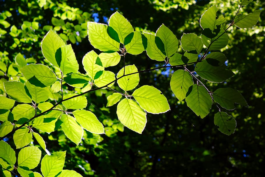 planta de fulla verda, faig, branca, full, naturalesa, planta, arbre, creixement, brillant, primavera, schönwetter, brots, branques, tancar, llum de fons, sol, part de la planta, color verd, centrar-se en primer pla, dia, frescor, cap gent, llum solar, bellesa a la natura, a l'aire lliure, primer pla, tranquil·litat, fulles, fruita, menjar i beguda, 5K