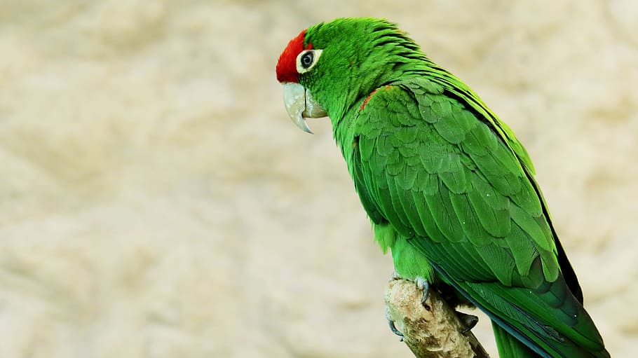 selektivní, zaostřovací fotografie, zelená, Papoušek, ave, zvířat, exotický pták, zoo, barva, vrchol, pták, zvíře, tropický pták, Příroda, Amazonka, džungle, jednoho zvířete, zelená barva, zvířata ve volné přírodě, obratlovců, detail, prohlížení, den, zaměřit se na popředí, nikdo, venku, vícebarevné, zobák, přistát, Červené, duhový lorikeet, 4K