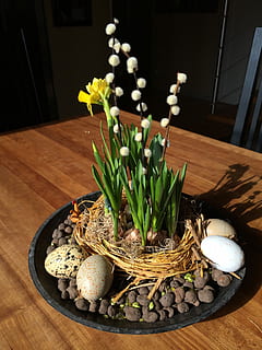 flor, lliris de pasqua, Pasqua, a l'interior, cap gent, gerro, menjar i beguda, interior de casa, frescor, planta, taula, material de fusta, planta amb flors, naturalesa, vista d’angle alt, menjar, decoració, planta en test, primer pla, natura morta, creixement, fragilitat, cap de flor, 2K, CC0, domini públic, lliure de regalies