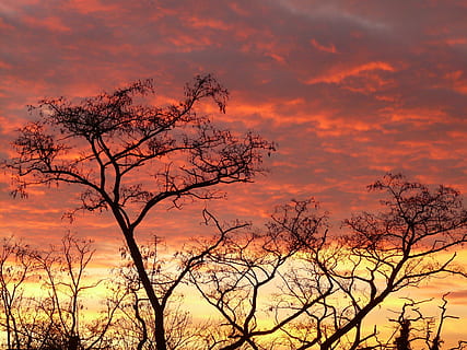 posta de sol, cel, núvols, abendstimmung, sol, romanç, foc, resplendor, cremar, cremant, arbre, estètic, brillar, amor, naturalesa, a l'aire lliure, color taronja, núvol - cel, bellesa a la natura, silueta, planta, branca, cap gent, escenics - natura, tranquil·litat, escena tranquil·la, escena no urbana, cel dramàtic, bosc, terra, fauna animal, cel romàntic, 2K, CC0, domini públic, lliure de regalies