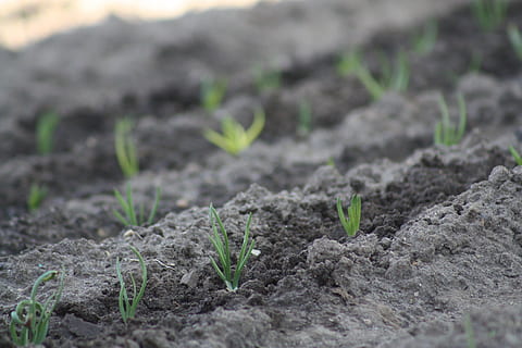 spring, nature, onion, plant, growth, dirt, new life, seedling, agriculture, beginnings, plant part, crop, sapling, leaf, landscape, selective focus, vegetable, farm, land, no people, close-up, botany, gardening, plantation, outdoors, small, planting, 4K, CC0, public domain, royalty free
