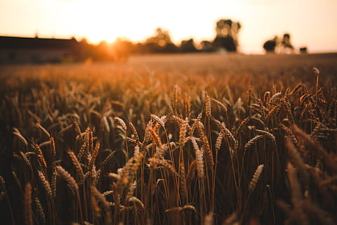 seletivo, fotografia, grama, por do sol, grão, campo, verão, colheita, aldeia, amor, Comida, não processado, terra, céu, crescimento, cena rural, panorama, agricultura, beleza na natureza, plantar, natureza, planta de cereais, Fazenda, meio Ambiente, tranquilidade, focar em primeiro plano, foco seletivo, cena tranquila, scenics - natureza, ao ar livre, caule, 5K, CC0, domínio público, royalty free