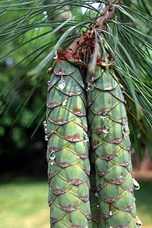 grankogle, kegler, træ, sap, nåle, fyrretræ, kegle, træ, saft, grøn farve, fokus på forgrunden, dag, ingen mennesker, natur, udendørs, plante, vækst, tæt på, skønhed i naturen, mad, mad og drikke, afdeling, jord, Skov, dyre temaer, blad, ro, sund kost, nåletræ, 4K, CC0, offentligt domæne, royaltyfrie