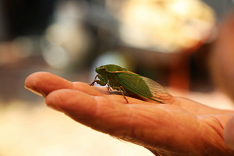 cigala, insecte, error, cicadidae, animal, naturalesa, vida salvatge, primer pla, mà humana, mà, part del cos humà, una persona, un animal, fauna animal, celebració, animals a la natura, centrar-se en primer pla, invertebrat, dia, enfocament selectiu, part del cos, dit, a l'aire lliure, petit, 5K, CC0, domini públic, lliure de regalies