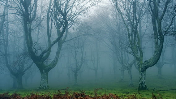 landscape photography, fogy woods, woods, dream, forest, dim, fog, tree, nature, landscape, tranquility, tranquil scene, plant, land, environment, beauty in nature, tree trunk, trunk, winter, bare tree, scenics - nature, branch, non-urban scene, woodland, no people, outdoors, smog, 1080P, CC0, public domain, royalty free
