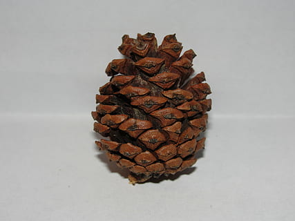 pinya de pi, fons blanc, Stark, a l'interior, tir de l'estudi, natura morta, menjar i beguda, menjar, cap gent, primer pla, patró, frescor, marró, fons gris, sol objecte, benestar, vista d’angle alt, taula, tallar, directament a sobre, alimentació saludable, berenar, arbre de coníferes, temptació, 2K, CC0, domini públic, lliure de regalies