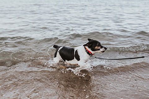 water, Dog, sea, pet, puppy, swimming, swim, pets, animal, beach, outdoors, fun, canine, purebred Dog, retrieving, summer, domestic animals, one animal, animal themes, domestic, mammal, vertebrate, collar, motion, pet collar, no people, land, day, border collie, 4K, CC0, public domain, royalty free